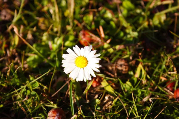 Una Pequeña Margarita Blanca Que Contrasta Con Hierba Verde Jardín — Foto de Stock