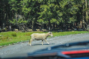 Cennet 'te, Queenstown yakınlarında, Güney Adası, Yeni Zelanda