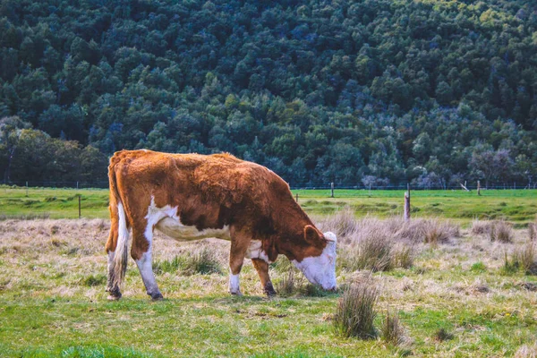 Krajina v ráji, poblíž Queenstown, Jižní ostrov, Nový Zéland — Stock fotografie