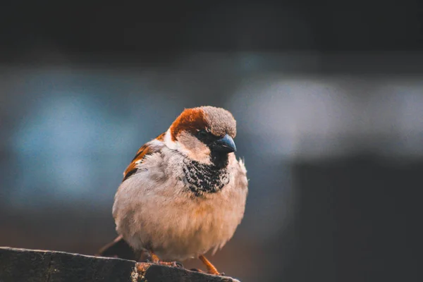 Male Sparrow Sitting Wooden Table New Zealand — Stock Photo, Image