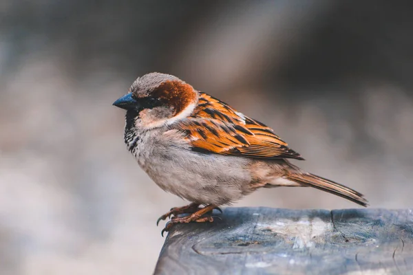 Male Sparrow Sitting Wooden Table New Zealand — Stock Photo, Image