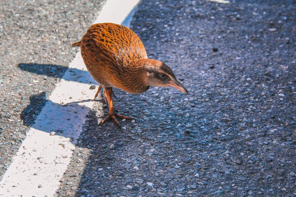 Curiosa Weka Occidental en la Isla Sur de Nueva Zelanda — Foto de Stock