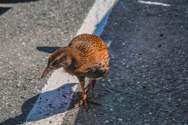Curious Western Weka on the South Island of New Zealand — Stock Photo, Image