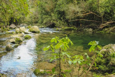 River, Riwaka Dirilme, Güney Adası, Yeni Zelanda