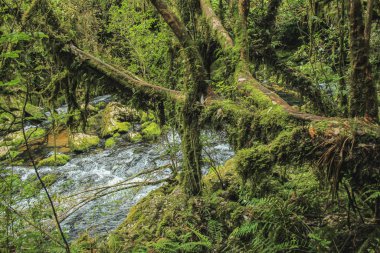 River, Riwaka Dirilme, Güney Adası, Yeni Zelanda