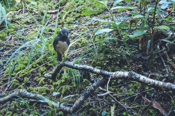 Маленький симпатичный Черный Робин в лесу, Южный остров, Новая Зеландия — стоковое фото