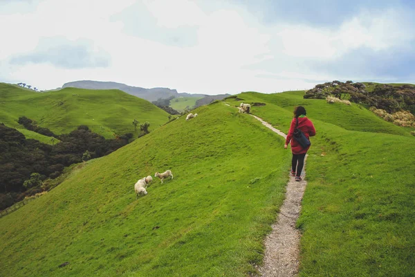 Güney Adası, Yeni Zelanda 'nın en kuzey noktasındaki Wharariki Sahili' ne giden manzara yolu. — Stok fotoğraf