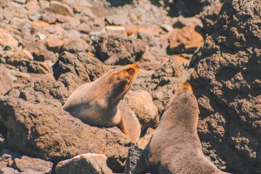 Cape Palliser, Kuzey Adası, Yeni Zelanda 'da kürk fokları