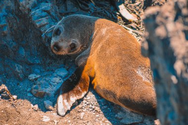 Cape Palliser, Kuzey Adası, Yeni Zelanda 'da kürk fokları
