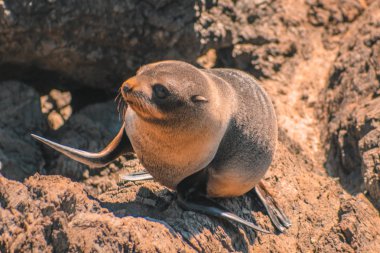 Cape Palliser, Kuzey Adası, Yeni Zelanda 'da kürk fokları