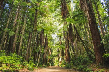 Rotorua, Kuzey Adası, Yeni Zelanda 'daki Whakarewarewa Ormanı' ndaki Sekoyalar