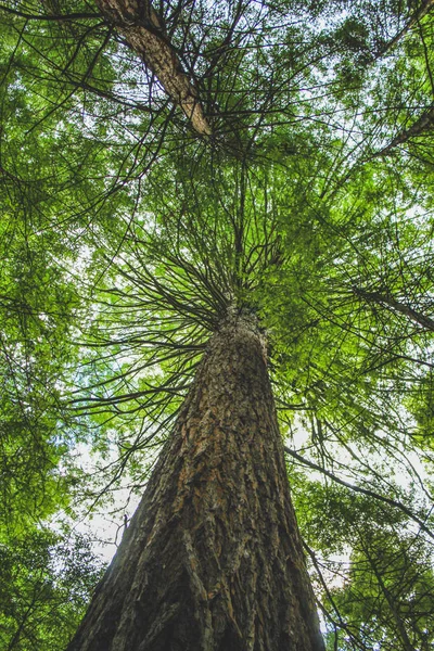 Legni rossi nella foresta di Whakarewarewa a Rotorua, Isola del Nord, Nuova Zelanda — Foto Stock