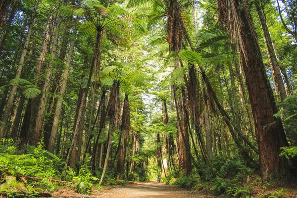 Legni rossi nella foresta di Whakarewarewa a Rotorua, Isola del Nord, Nuova Zelanda — Foto Stock