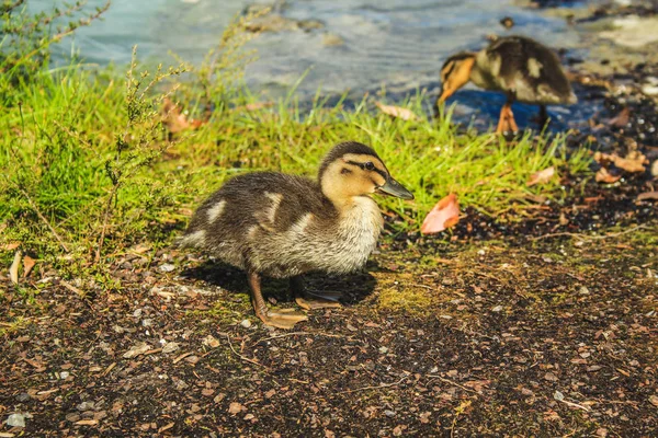 Kicsi aranyos kacsa egy tónál Rotoruában, North Islanden, Új-Zélandon — Stock Fotó