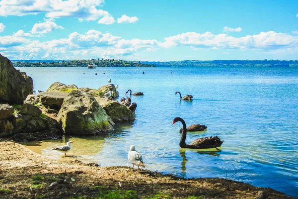 Rotorua 'daki Sülfür Noktası, Kuzey Adası, Yeni Zelanda