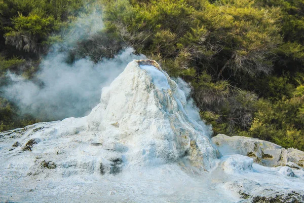 Lady Knox Geyser Wai Thermal Wonderland Rotorua North Island New — стоковое фото