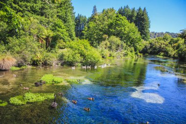 Rotorua 'da güzel bir göl, Kuzey Adası, Yeni Zelanda