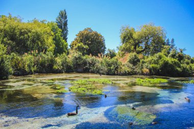 Rotorua 'da güzel bir göl, Kuzey Adası, Yeni Zelanda