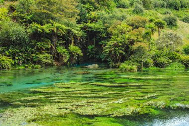 Hamilton ve Rotorua, Kuzey Adası, Yeni Zelanda arasında Putaruru 'daki Blue Spring' de güzel bir manzara.