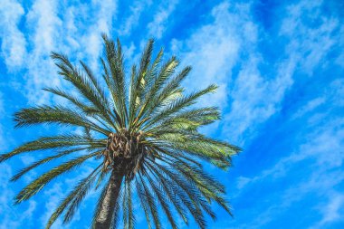 İspanya, Mallorca 'da mavi gökyüzüne yakın yeşil palmiye ağacı