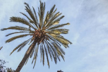 İspanya, Mallorca 'da mavi gökyüzüne yakın yeşil palmiye ağacı