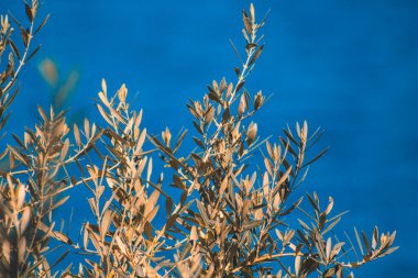 Bulanık mavi okyanus zemininin önündeki yeşil zeytin ağaçları, Mallorca, İspanya