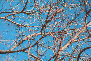 İspanya 'da mavi gökyüzünün önündeki ağaçta yapraksız dallar