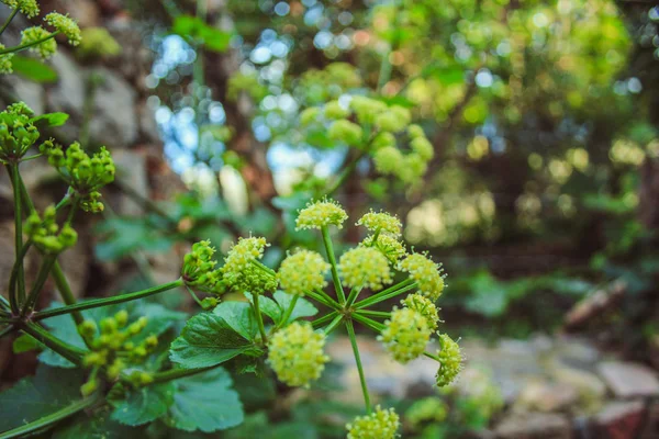 Planta silvestre verde que crece en el jardín en Mallorca, España — Foto de Stock