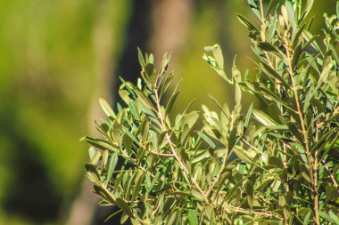 Bulanık arkaplan önünde yeşil zeytin ağaçları, Mallorca, İspanya
