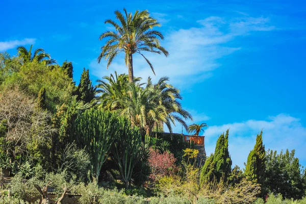 Hiszpański dom z roślinami i kwiatami na Majorce, Hiszpania — Zdjęcie stockowe
