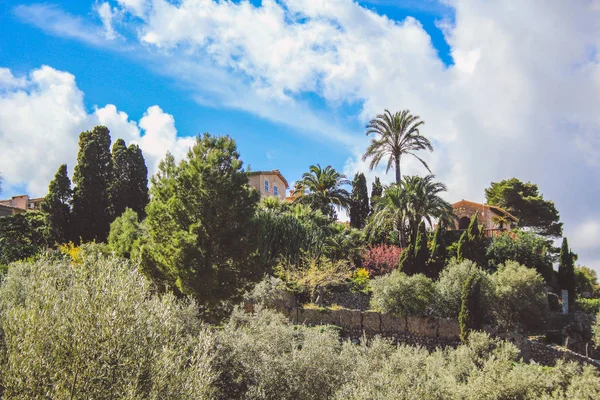 Uitzicht op een olijfboomplantage in het Spaanse dorp Deia, Mallorca, Spanje — Stockfoto