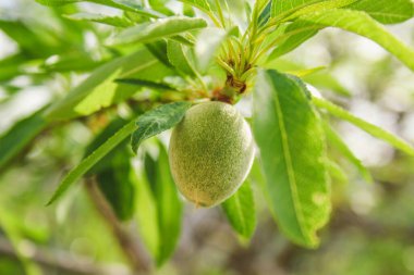 İspanya, Mallorca 'da badem ağacında yetişen yeşil meyveler
