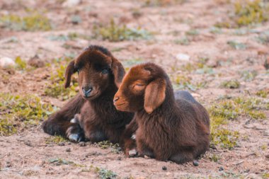 İspanya, Mallorca 'da yerde yatan bir çift genç koyun.