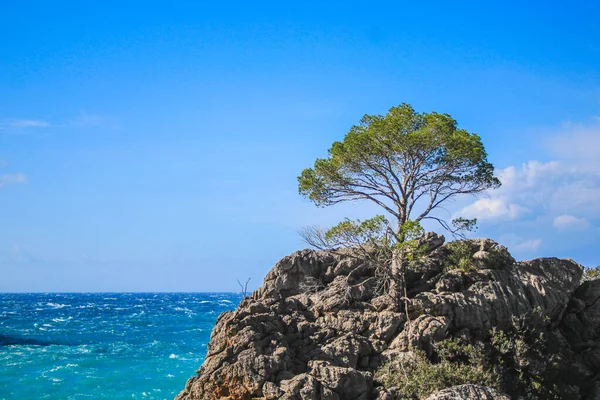 スペイン マヨルカ島のカラ カロブラの海岸風景 — ストック写真
