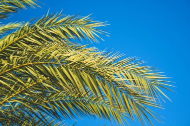 Mavi gökyüzünün önündeki yeşil palmiye ağacı, Mallorca, İspanya