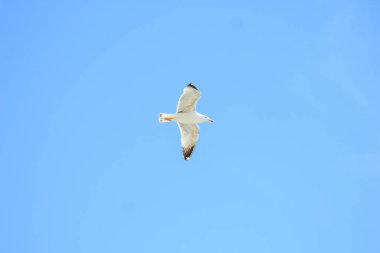 Tek bir martı İspanya 'da mavi gökyüzünün önünde uçuyor.