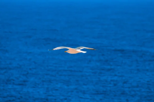 Одна Чайка Летит Перед Голубым Небом Испании — стоковое фото