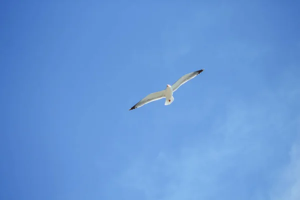 Single Seagull Flying Front Blue Sky Spain — Stock Photo, Image