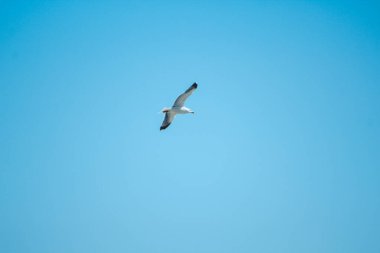 Tek bir martı İspanya 'da mavi gökyüzünün önünde uçuyor.