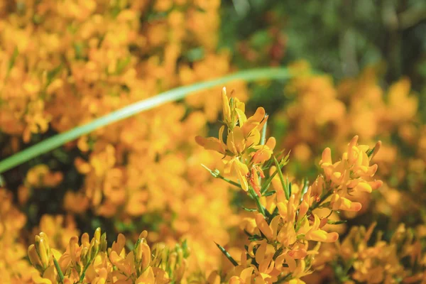 Gemeenschappelijke Kloof Kleine Gele Bloemen Groeien Mallorca Spanje — Stockfoto