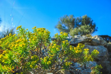 İspanya 'nın Mallorca adasındaki Parc Doğal de la Peninsula de Llevant' taki Rocky Tepesi