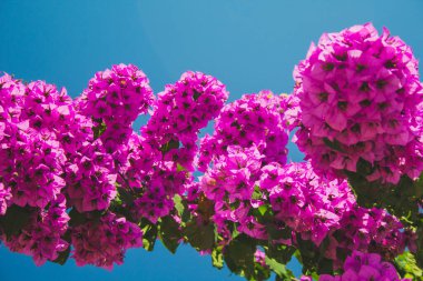 Yaz boyunca mavi gökyüzüne karşı pembe Bougainvillea çiçeği