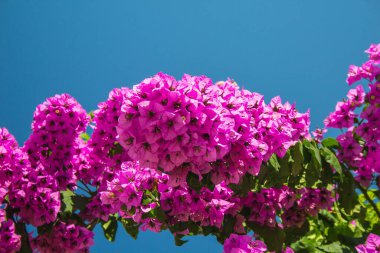 Yaz boyunca mavi gökyüzüne karşı pembe Bougainvillea çiçeği
