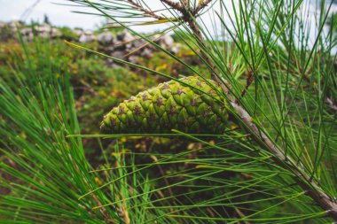 Hırvatistan 'da yaz boyunca bir çam ağacında yeşil kozalak