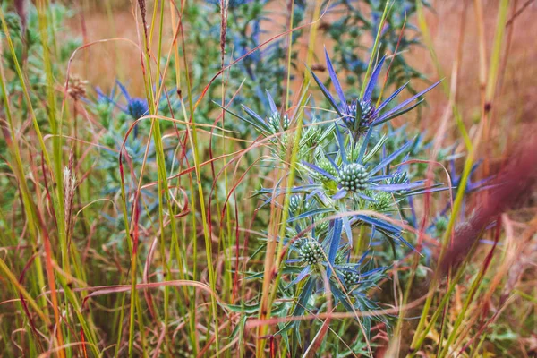 Wilde Pittoreske Distel Groeien Een Veld Kroatië — Stockfoto