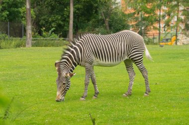 Çizgili Zebra