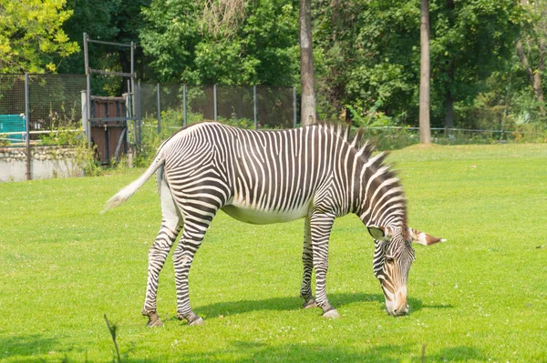 Zebra Zoológico Moscou — Fotografia de Stock