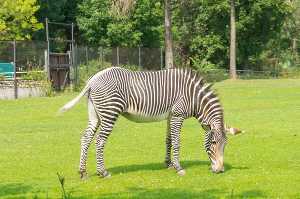 Moskova Hayvanat Bahçesi'nde Zebra