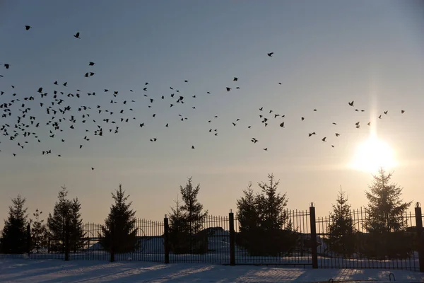 Sunset time with birds — Stock Photo, Image