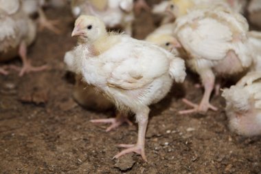 bir tavuk çiftliğinde piliç